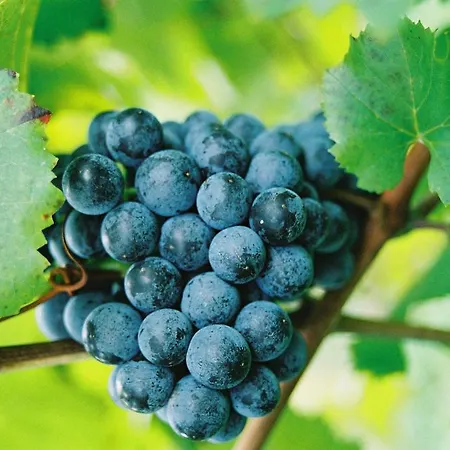 Toso Genussreich 4* Leutschach