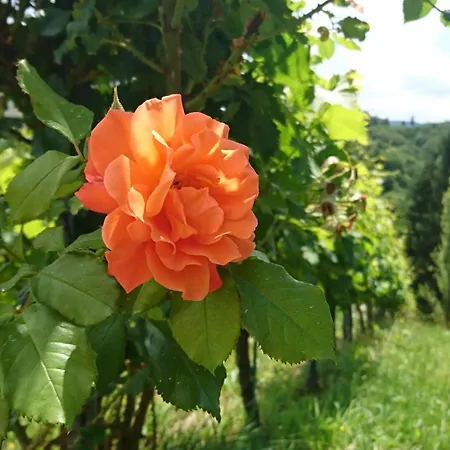 Toso Genussreich 4* Лойчах