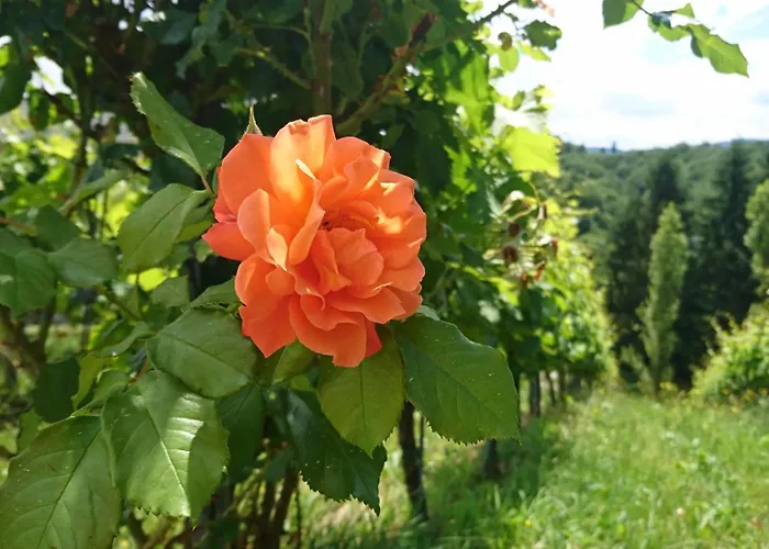 Weingut Winzerzimmer Toso 4* Leutschach